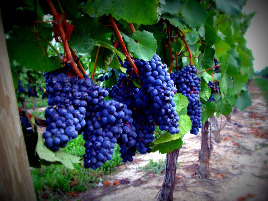 Vineyards and wineries - Niagara-on-the-Lake