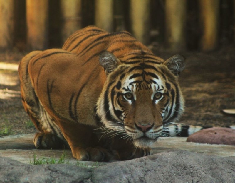 tiger at busch gardens in tampa