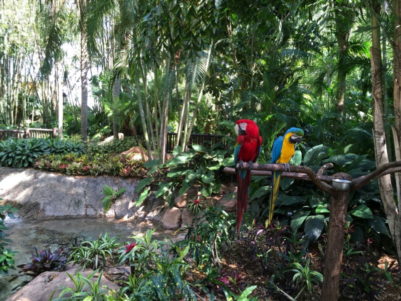 parrots discovery cove