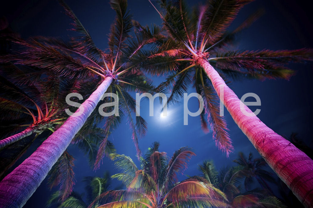 Palm Tree Setting