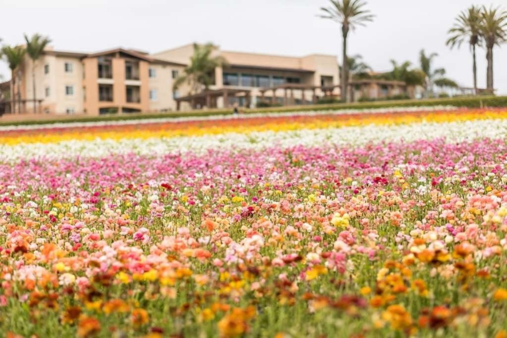 Grand Pacific Palisades_26_carlsbad-flower-fields.jpg