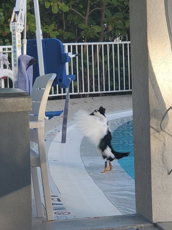 limetreebeachresortbyclubwyndham_poolhoist