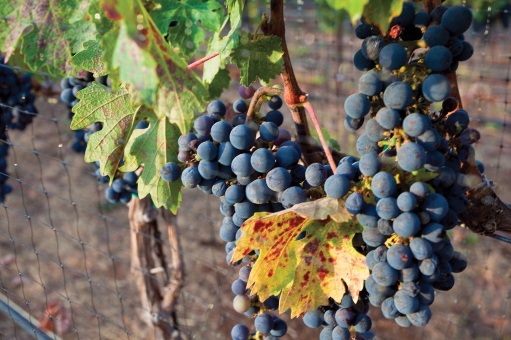 ResortGrapes