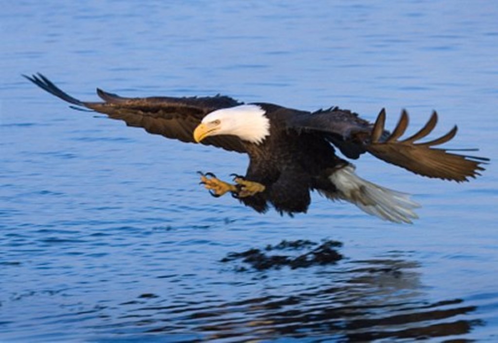 WorldMarkArrowPoint_23_eagle-watching(Dec-Jan)