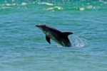 Keep an eye out for dolphin sightings!
