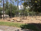 Gorgeous Woods Near Children's Playground