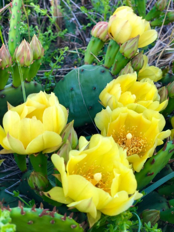 cape-charles-flowers-chesapeake-bay