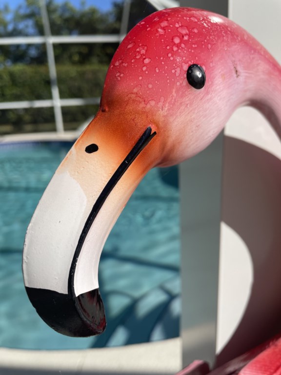Bingo Flamingo