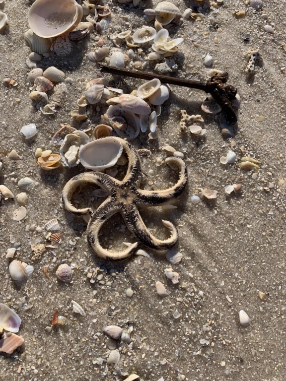 Natural beaches great for shelling 
