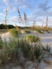 Enjoy the Old Florida feel with natural dunes and sea oats, friendly gulls, and playful dolphins 

