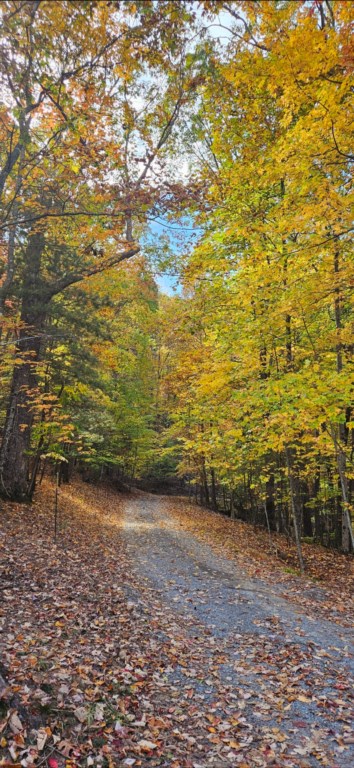 Road leading to the cabin- Beautiful Fall Foliage!