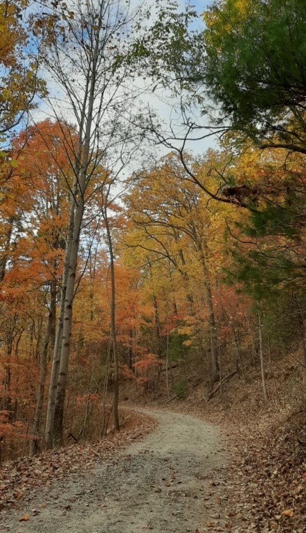 Road leading to the cabin- Beautiful Fall Foliage!