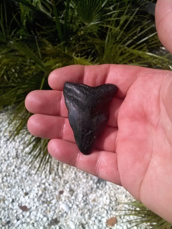 Long time repeat guest Pam found this large prehistoric shark tooth on the beach
