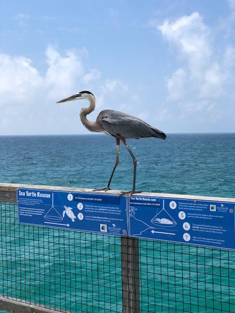 Local wildlife on Navarre Beach Pier 