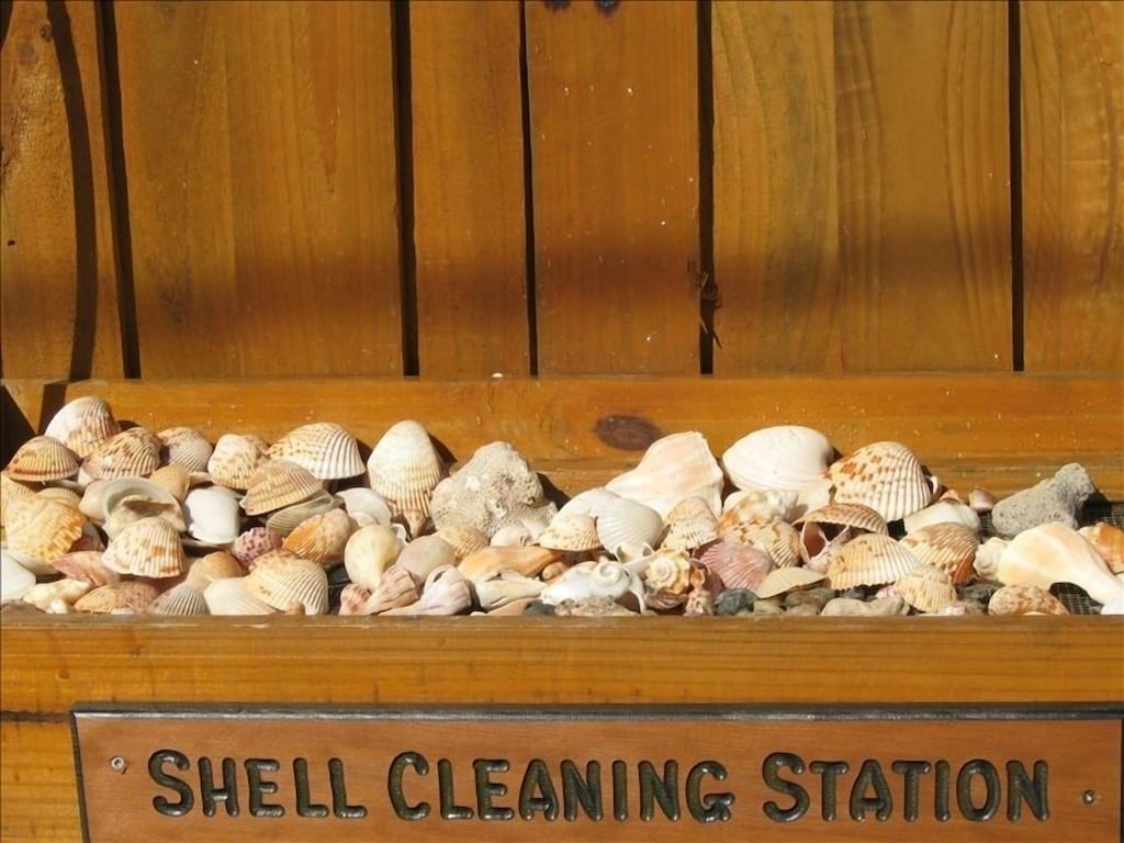 Rinse the shells you find in our shell cleaning station.