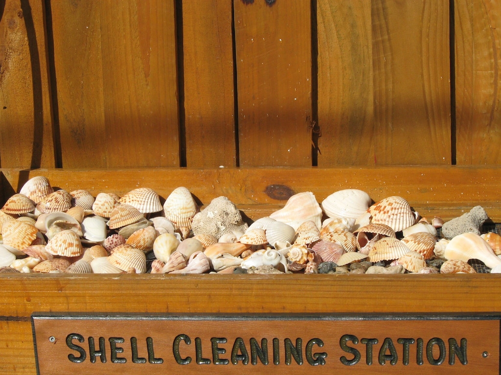 Walk the beach, build your shell collection, and clean them here