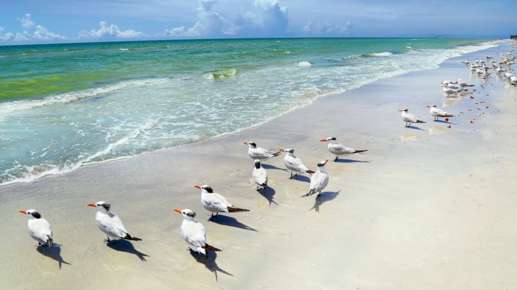 redington-beach-seabirds-on-the-shore