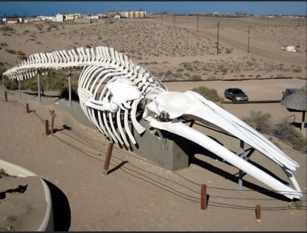 Check out CEDO in Las Conchas to see this huge whale exhibit