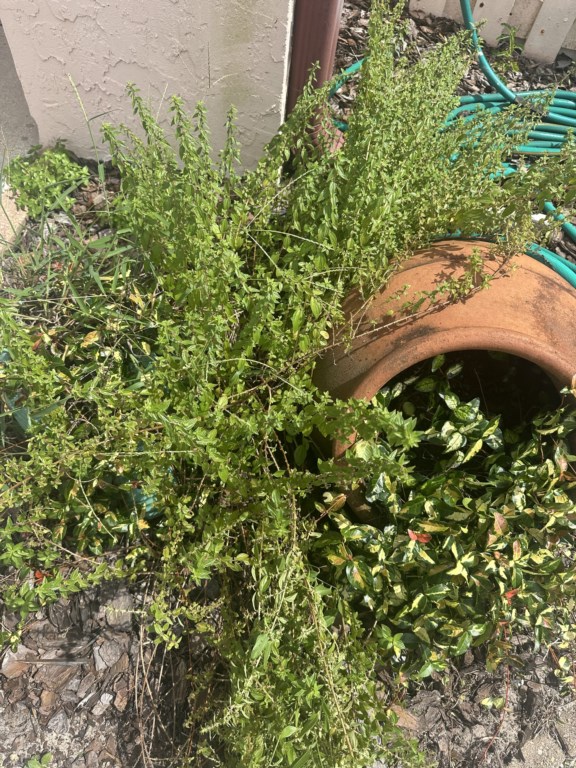 Landscaping
