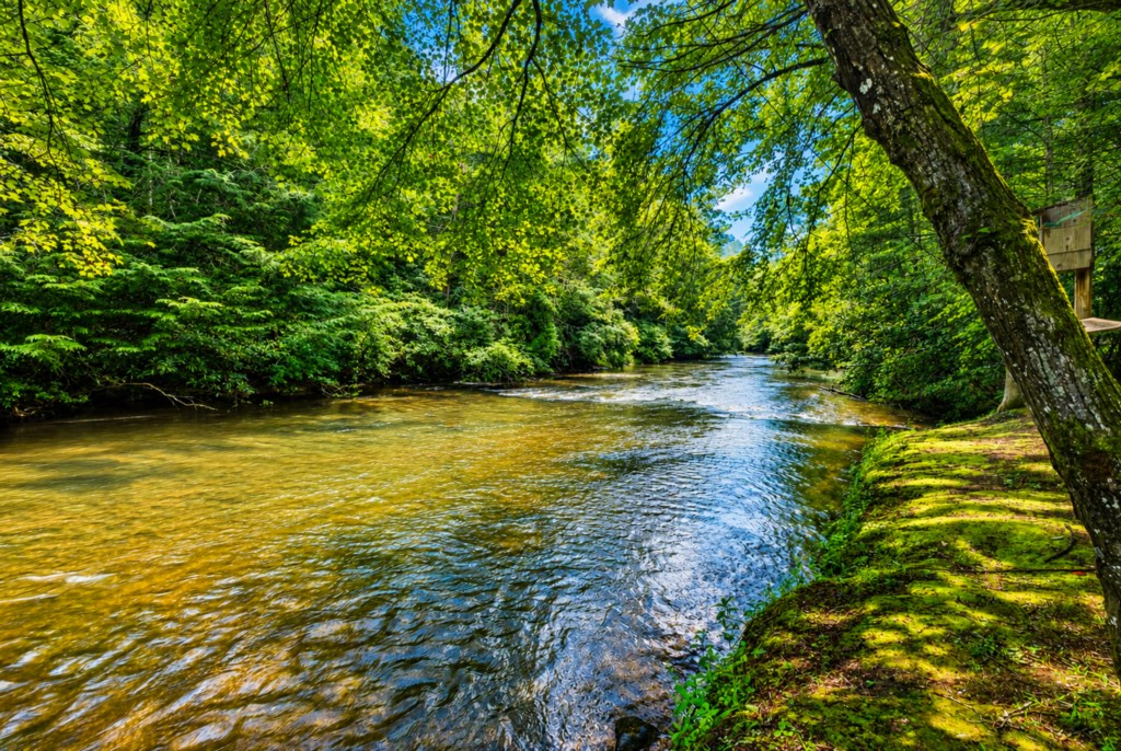 Serene riverfront setting perfect for relaxing nature walks or peaceful picnics.