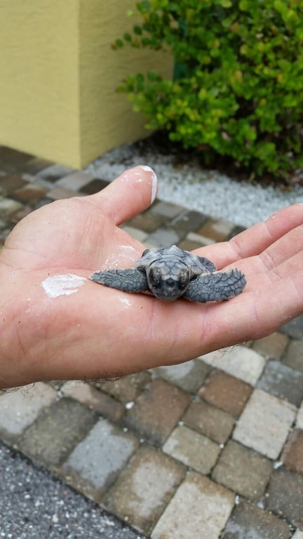 Turtle hatchling Stump Pass.