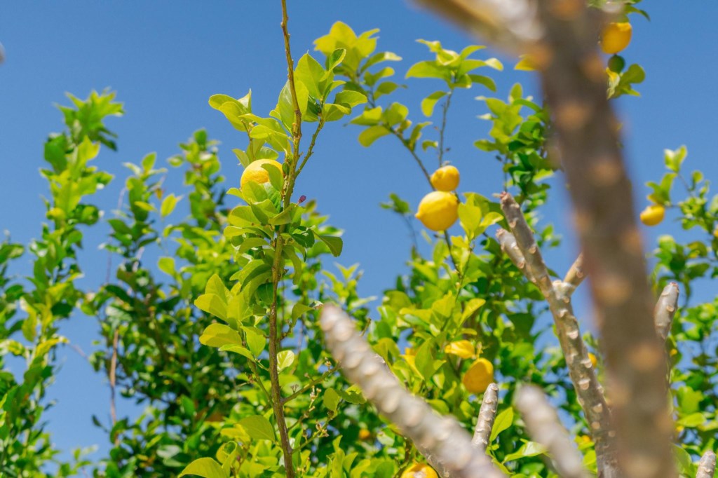 Fresh citrus awaits! 