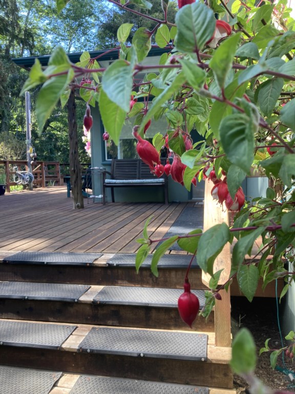 Peaking onto deck through flowers