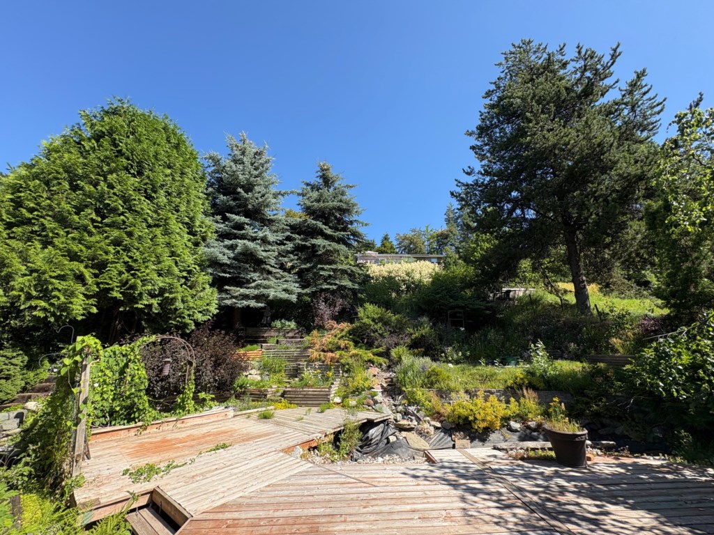Summerphoto-backyard