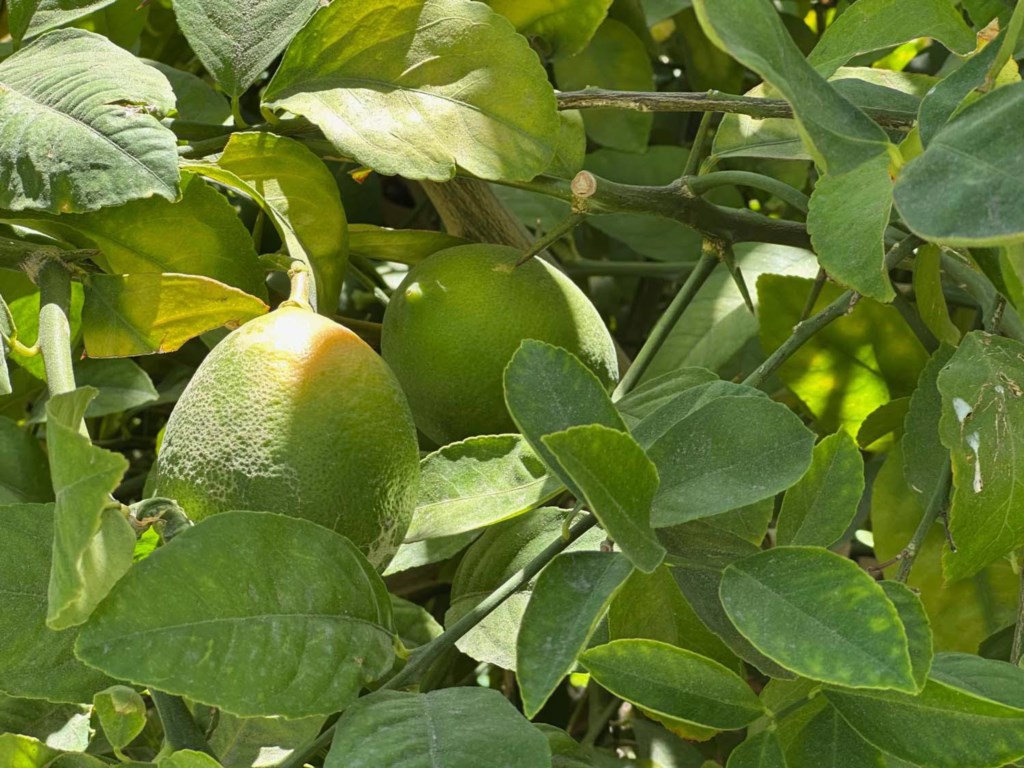 garden.0001