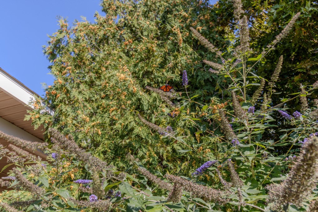 PhotoSep142025,113921PM