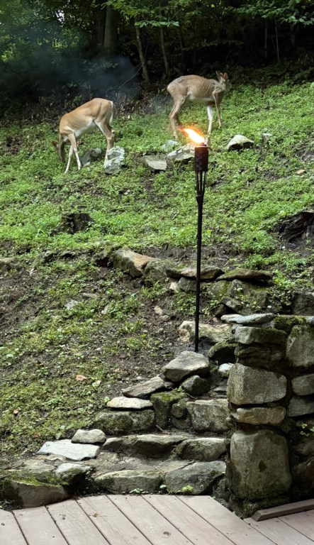 GreerDeer